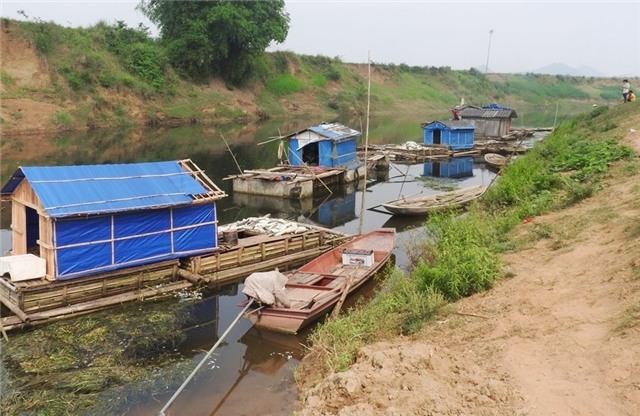 Hinh anh ca chet trang song Buoi, nguoi nuoi mat tien ty hinh anh 1