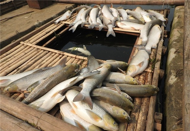 Hinh anh ca chet trang song Buoi, nguoi nuoi mat tien ty hinh anh 5