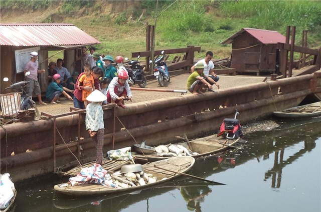 Hinh anh ca chet trang song Buoi, nguoi nuoi mat tien ty hinh anh 6