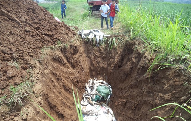 Hinh anh ca chet trang song Buoi, nguoi nuoi mat tien ty hinh anh 8