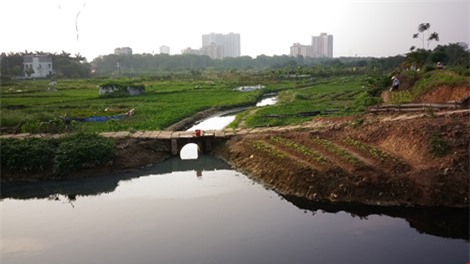 rau xanh trong bang nuoc den ngom, boc mui hoi thoi - 1