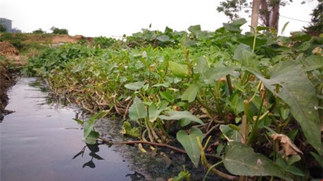 rau xanh trong bang nuoc den ngom, boc mui hoi thoi - 10