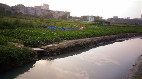 rau xanh trong bang nuoc den ngom, boc mui hoi thoi - 3