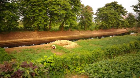 rau xanh trong bang nuoc den ngom, boc mui hoi thoi - 4