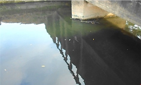 rau xanh trong bang nuoc den ngom, boc mui hoi thoi - 5