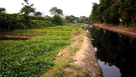 rau xanh trong bang nuoc den ngom, boc mui hoi thoi - 7