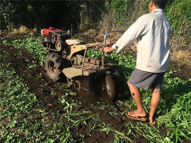 rau hữu cơ, rau sạch, phá vườn rau sạch, phun thuốc diệt cỏ, lây nhiễm chéo