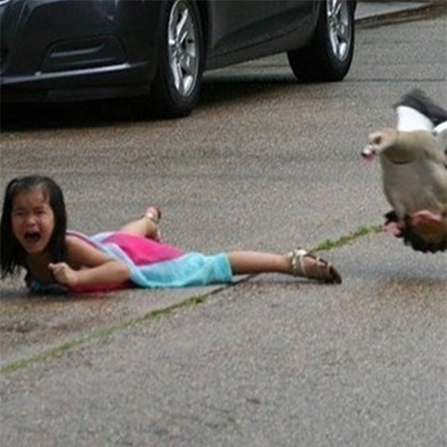 Cô chị có tâm đăng ảnh em gái bị ngỗng tấn công lên mạng mua vui - Ảnh 3.