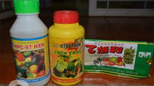 Hóa chất, mít xanh, mít chín vàng