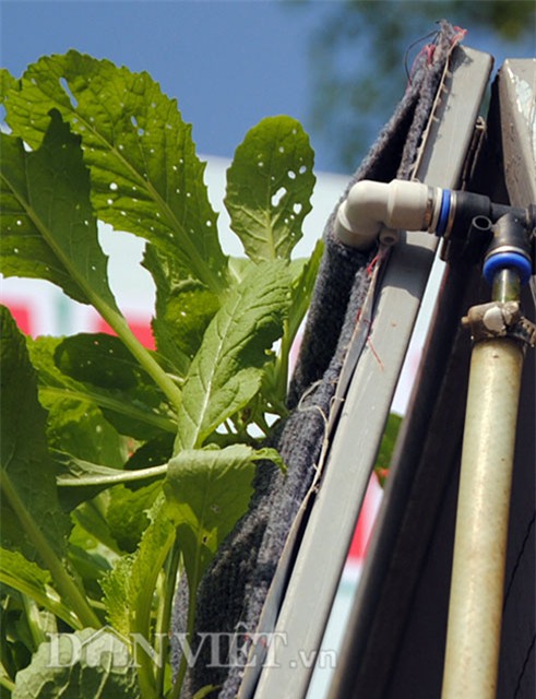 Mê mẩn vườn treo rau sạch thông minh dành cho nhà chật-11