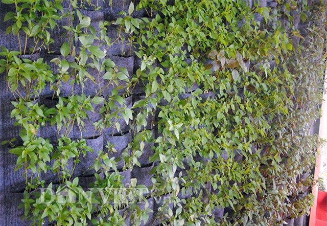 Mê mẩn vườn treo rau sạch thông minh dành cho nhà chật-13