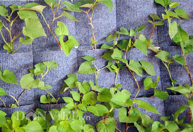 Mê mẩn vườn treo rau sạch thông minh dành cho nhà chật-14