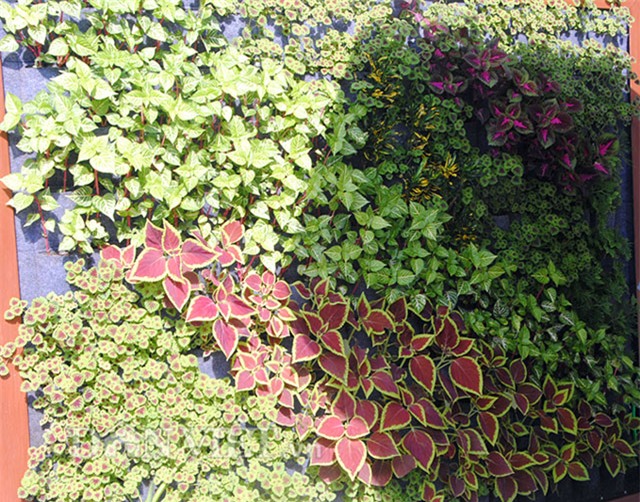 Mê mẩn vườn treo rau sạch thông minh dành cho nhà chật-15