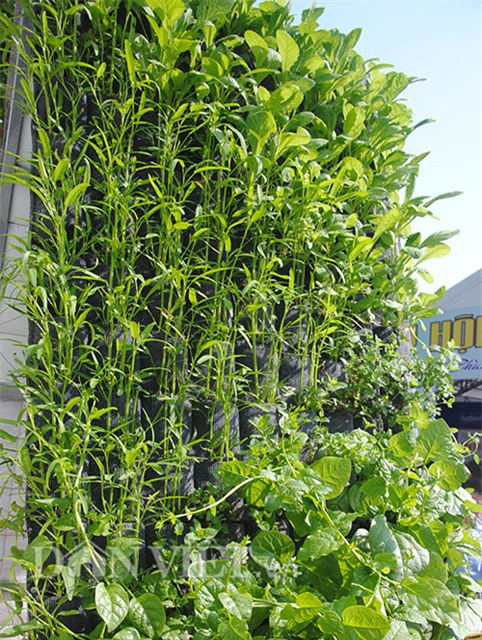 Mê mẩn vườn treo rau sạch thông minh dành cho nhà chật-5