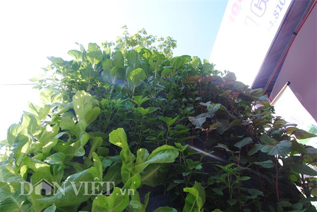 Mê mẩn vườn treo rau sạch thông minh dành cho nhà chật-6