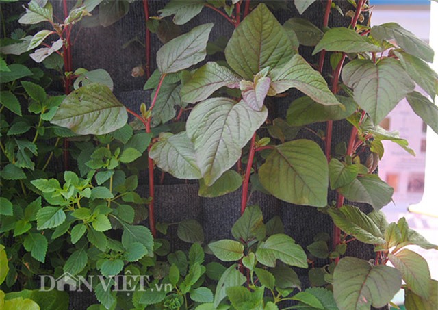 Mê mẩn vườn treo rau sạch thông minh dành cho nhà chật-7