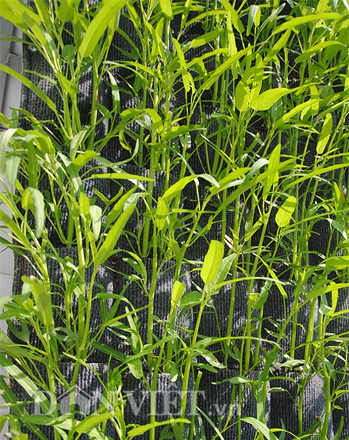 Mê mẩn vườn treo rau sạch thông minh dành cho nhà chật-8