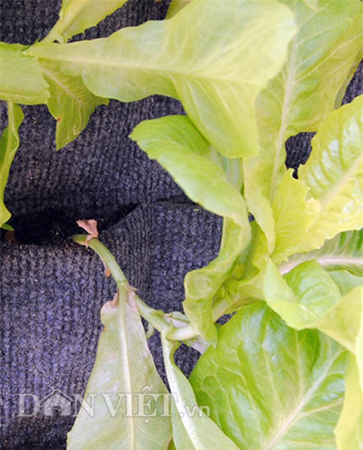 Mê mẩn vườn treo rau sạch thông minh dành cho nhà chật-9