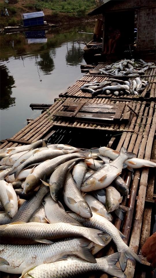 nhà máy mía đường, xả thải, cá chết, Thanh Hóa, Hòa Bình
