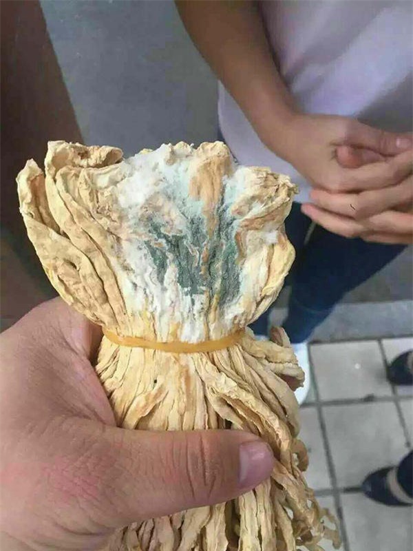 Củ cải đã bị mốc xanh.