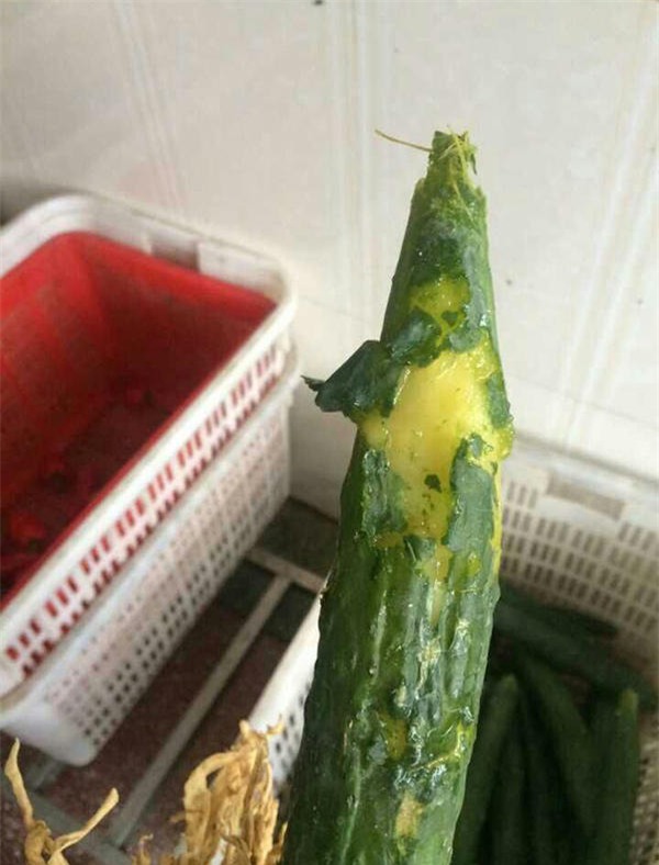 Dưa chuột bị hỏng từ lâu vẫn được sử dụng.