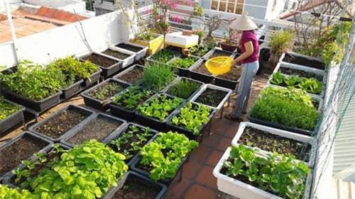 thuốc trừ sâu, thuốc trừ sâu thảo dược, trồng rau sạch, tự chế thuốc trừ sâu