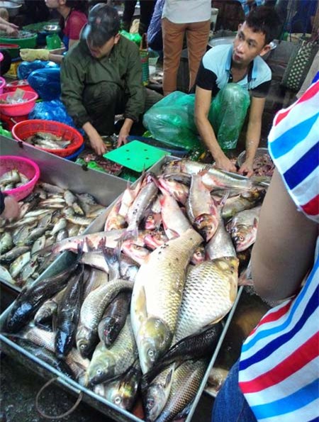 cá ươn, giá rẻ, thực phẩm, Hà Nội, Dịch Vọng Hậu, cơm bình dân, bún cá, cá thối, cá chết, dân buôn, cá biển, khách hàng