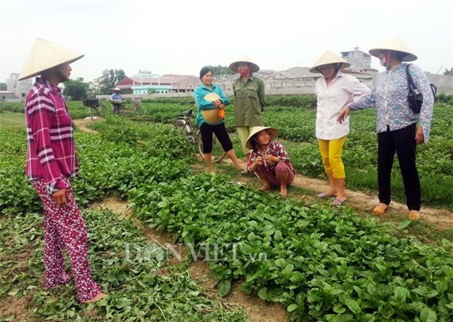 vu 'dung choi quet len rau': dan to phong vien dan dung co chu dich hinh anh 1