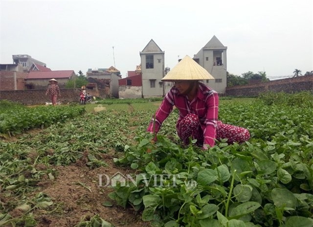 vu 'dung choi quet len rau': dan to phong vien dan dung co chu dich hinh anh 2