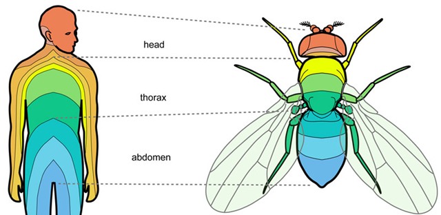 ADN, di truyền, con người