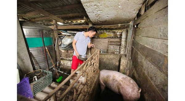 Mô hình VAC nuôi gà, lợn, chim, thả cá...trồng rau trên nóc nhà giữa thủ đô-1