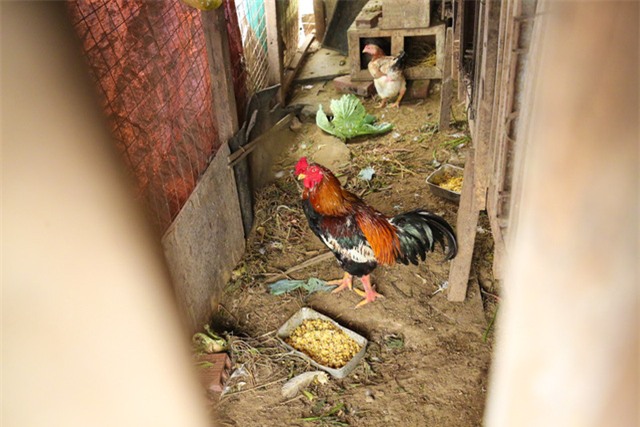 Mô hình VAC nuôi gà, lợn, chim, thả cá...trồng rau trên nóc nhà giữa thủ đô-10