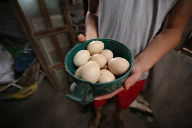 Mô hình VAC nuôi gà, lợn, chim, thả cá...trồng rau trên nóc nhà giữa thủ đô-12