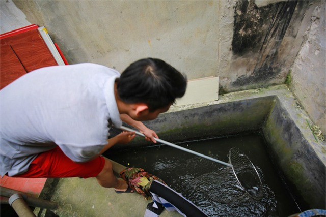 Mô hình VAC nuôi gà, lợn, chim, thả cá...trồng rau trên nóc nhà giữa thủ đô-13