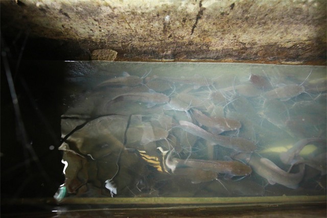 Mô hình VAC nuôi gà, lợn, chim, thả cá...trồng rau trên nóc nhà giữa thủ đô-14