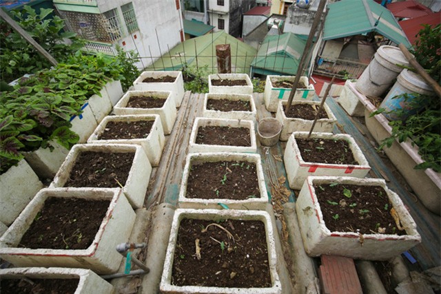 Mô hình VAC nuôi gà, lợn, chim, thả cá...trồng rau trên nóc nhà giữa thủ đô-15