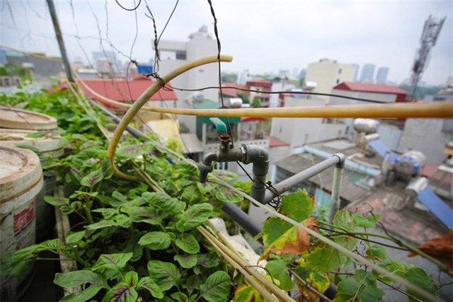 Mô hình VAC nuôi gà, lợn, chim, thả cá...trồng rau trên nóc nhà giữa thủ đô-16