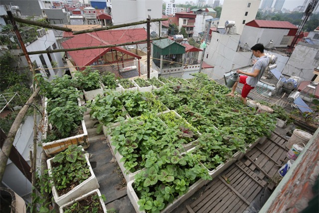 Mô hình VAC nuôi gà, lợn, chim, thả cá...trồng rau trên nóc nhà giữa thủ đô-2