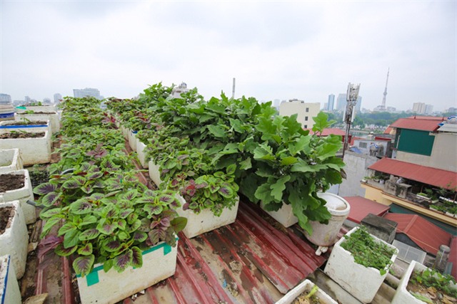Mô hình VAC nuôi gà, lợn, chim, thả cá...trồng rau trên nóc nhà giữa thủ đô-4