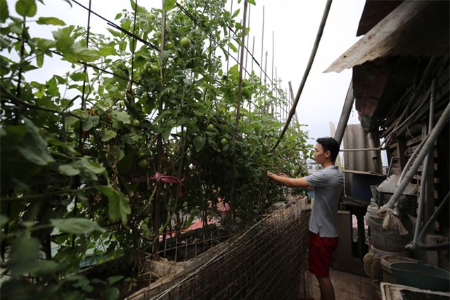 Mô hình VAC nuôi gà, lợn, chim, thả cá...trồng rau trên nóc nhà giữa thủ đô-5