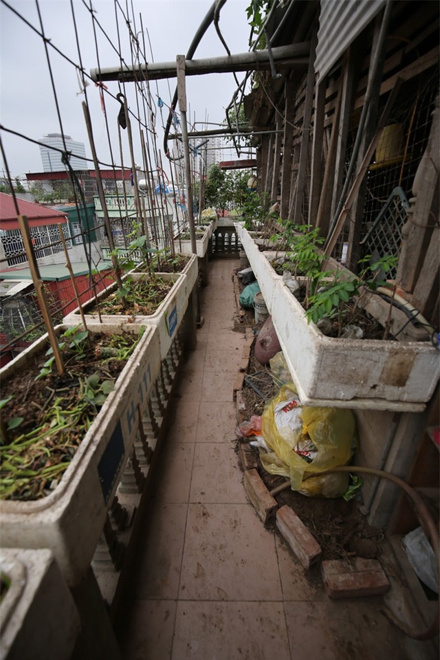 Mô hình VAC nuôi gà, lợn, chim, thả cá...trồng rau trên nóc nhà giữa thủ đô-6