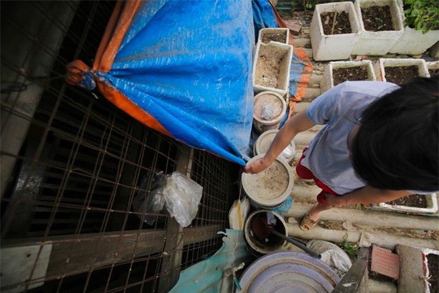 Mô hình VAC nuôi gà, lợn, chim, thả cá...trồng rau trên nóc nhà giữa thủ đô-7