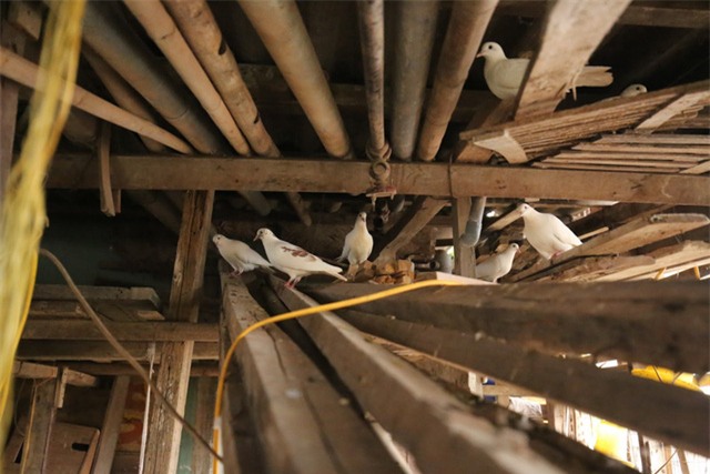 Mô hình VAC nuôi gà, lợn, chim, thả cá...trồng rau trên nóc nhà giữa thủ đô-8