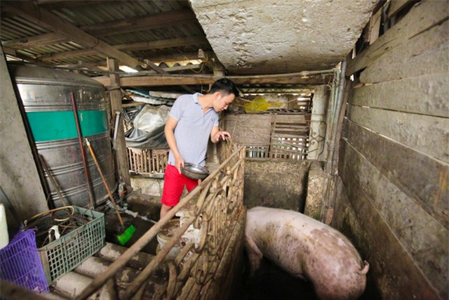 Mô hình VAC nuôi gà, lợn, chim, thả cá...trồng rau trên nóc nhà giữa thủ đô-9