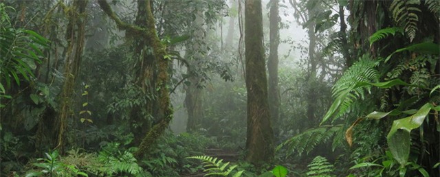 80.000 loài cây trên Trái đất sắp tuyệt chủng - Ảnh 1.