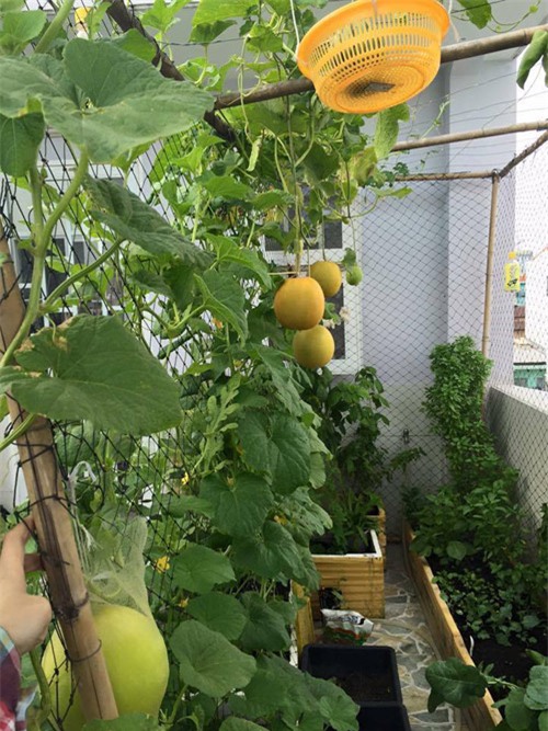 Đã mắt giàn dưa lưới đủ loại của cô nàng xinh đẹp đất Sài thành-2