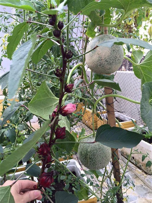 Đã mắt giàn dưa lưới đủ loại của cô nàng xinh đẹp đất Sài thành-7