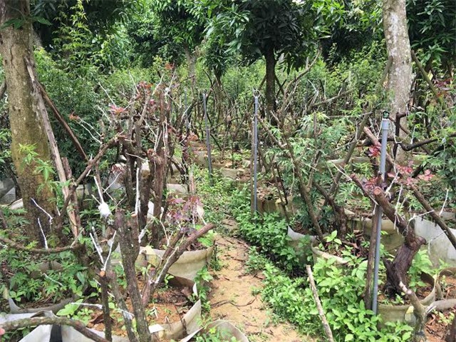 hồng cổ SaPa, thung lũng hoa hồng, đại gia Việt, vườn hồng cổ, hồng cổ ở Hà nội