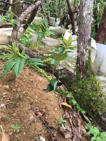 hồng cổ SaPa, thung lũng hoa hồng, đại gia Việt, vườn hồng cổ, hồng cổ ở Hà nội