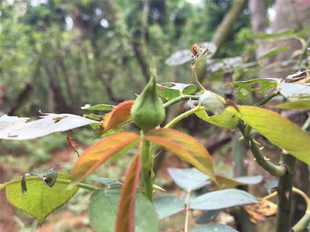 hồng cổ SaPa, thung lũng hoa hồng, đại gia Việt, vườn hồng cổ, hồng cổ ở Hà nội